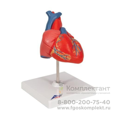 Классическая модель сердца, 2 части - 3B Smart Anatomy