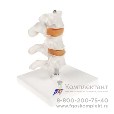 Модель трех позвонков остеопороза класса «люкс» - 3B Smart Anatomy