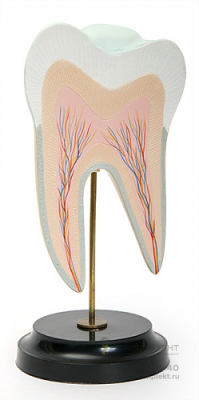 С05 Строение нижнего коренного зуба с двумя корнями (в разрезе) (10х10х22 см/ 0,19 кг)