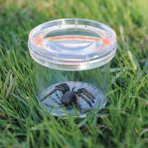 EI-5111 Наборы для изучения насекомых (банка с пауком)