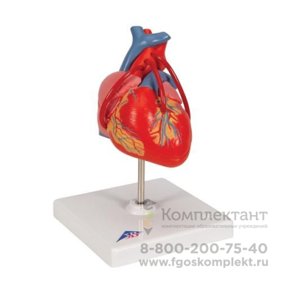 Классическая модель сердца с шунтом, 2 части - 3B Smart Anatomy